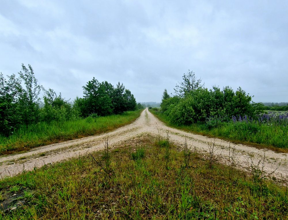 Gegabelter Feldweg Ein Feldweg gabelt sich unter bedecktem Himmel zwischen Wiesen