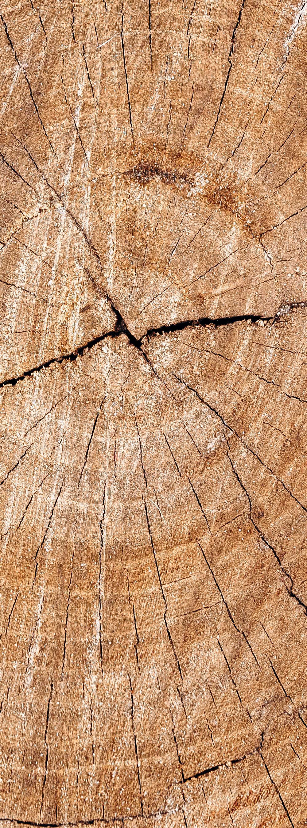 Jahresringe im Baumstamm Querschnitt eines Baumstamms mit deutlich sichtbaren Jahresringen